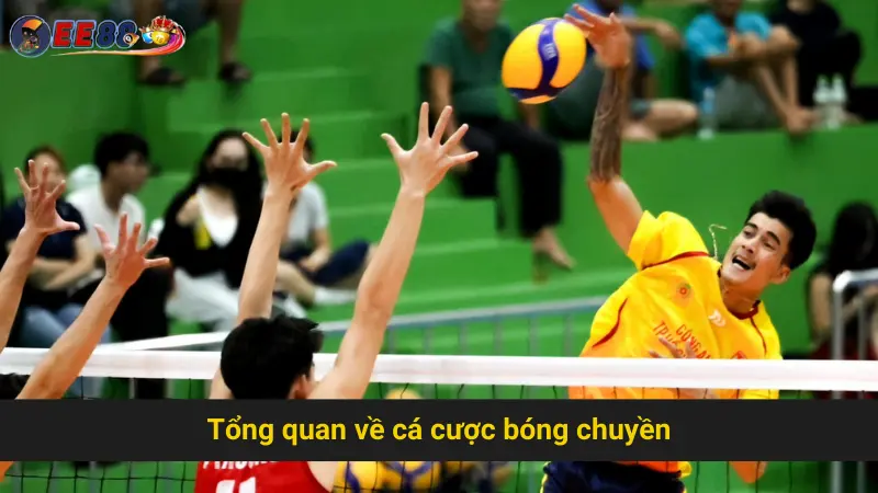 Tổng quan về cá cược bóng chuyền